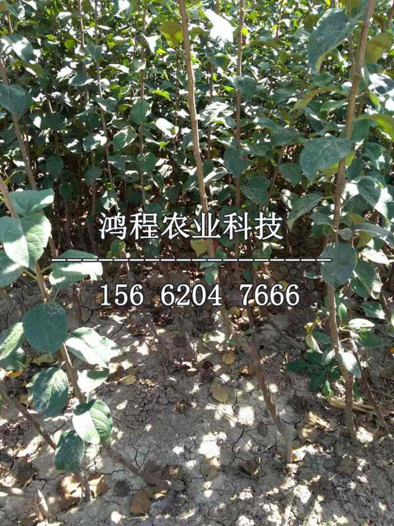 大紅榮蘋(píng)果苗報(bào)價(jià)、大紅榮蘋(píng)果苗報(bào)價(jià)多少錢(qián)