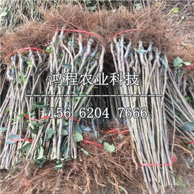 秦陽(yáng)蘋果苗多少錢一棵、秦陽(yáng)蘋果苗多少錢一株