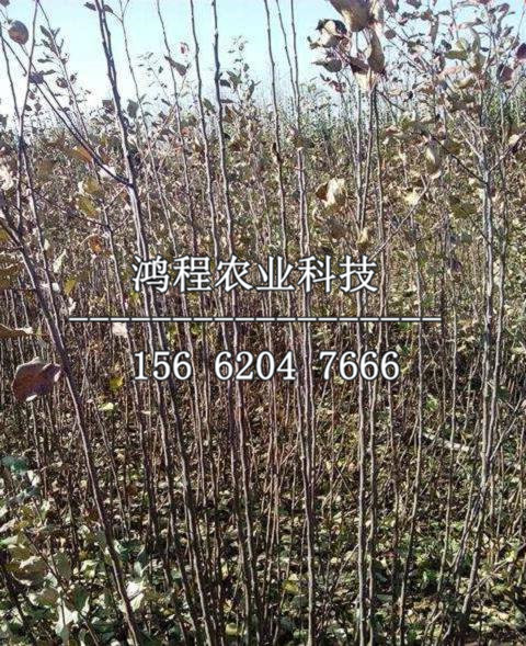 一年苹果苗价格、一年苹果苗价格多少钱