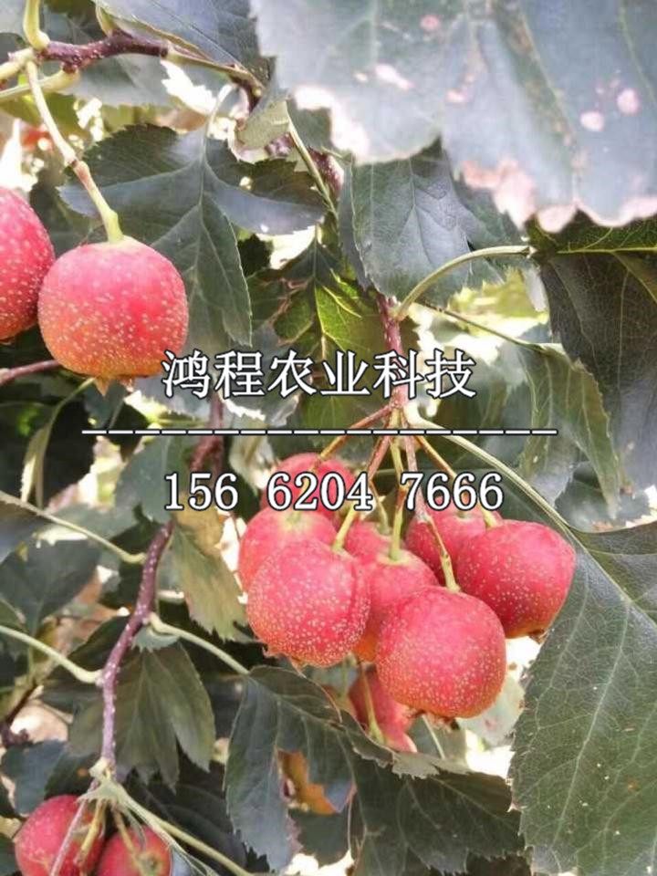 紅果苗價格