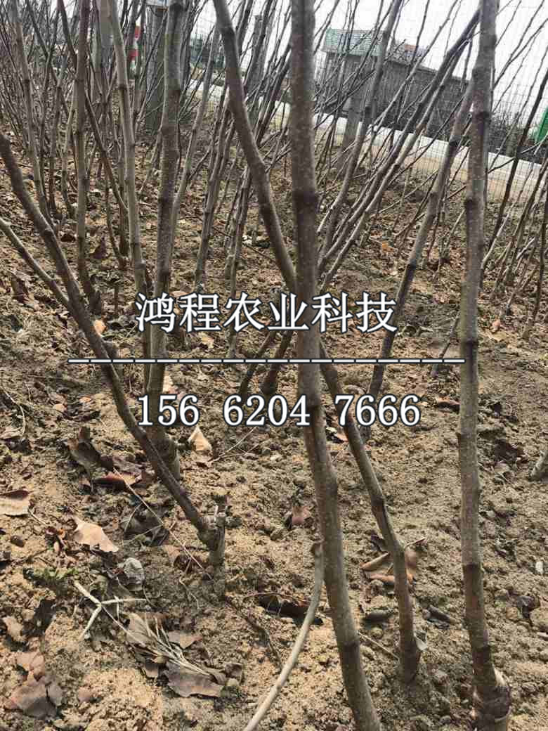 大五棱山楂樹苗