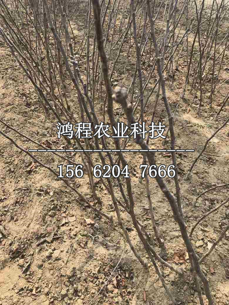 甜紅子山楂苗多少錢一棵、甜紅子山楂苗多少錢一株