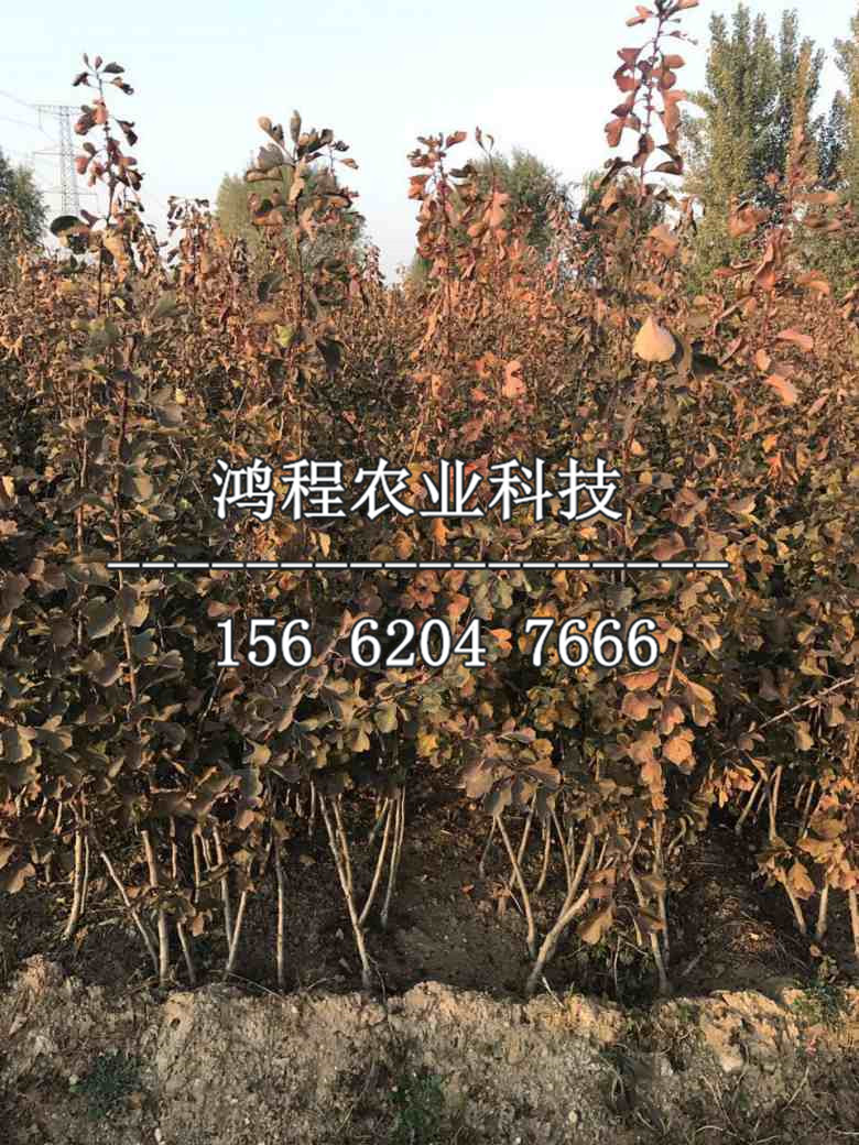 抗病山楂苗多少錢一棵