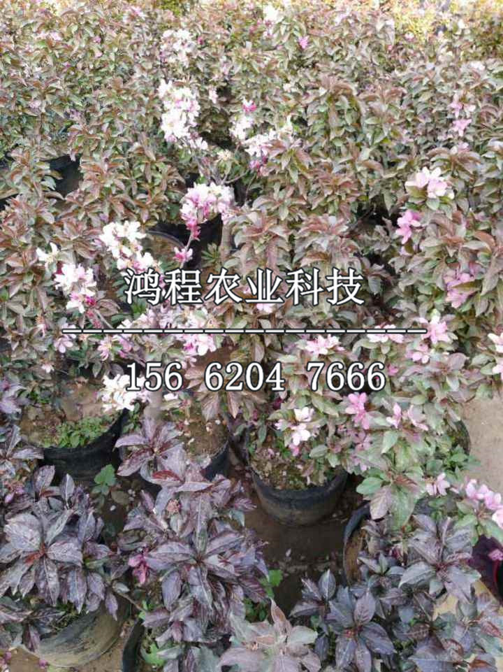 甜紅子山楂苗基地、甜紅子山楂苗哪里種植