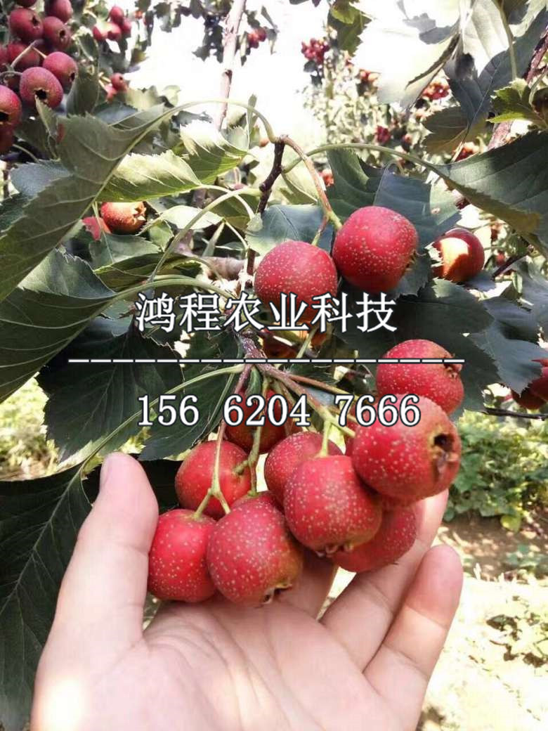 紅果苗基地、紅果苗哪里種植