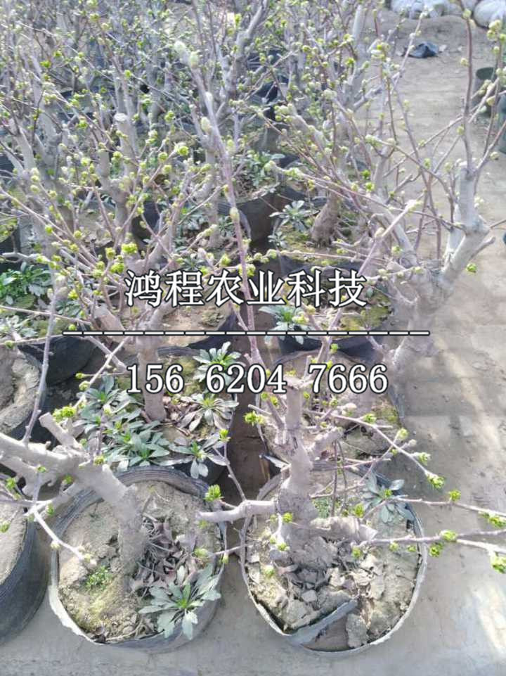 北山楂苗價(jià)格