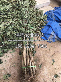普通山楂苗基地、普通山楂苗哪里種植