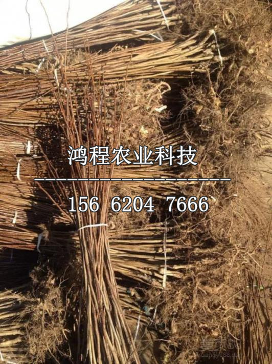 一公分山楂苗多少錢(qián)