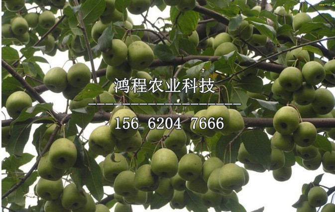 山楂苗價格