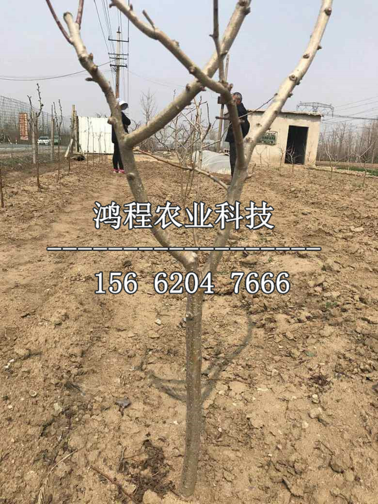 抗?jié)成介缁?、抗?jié)成介缒睦锓N植