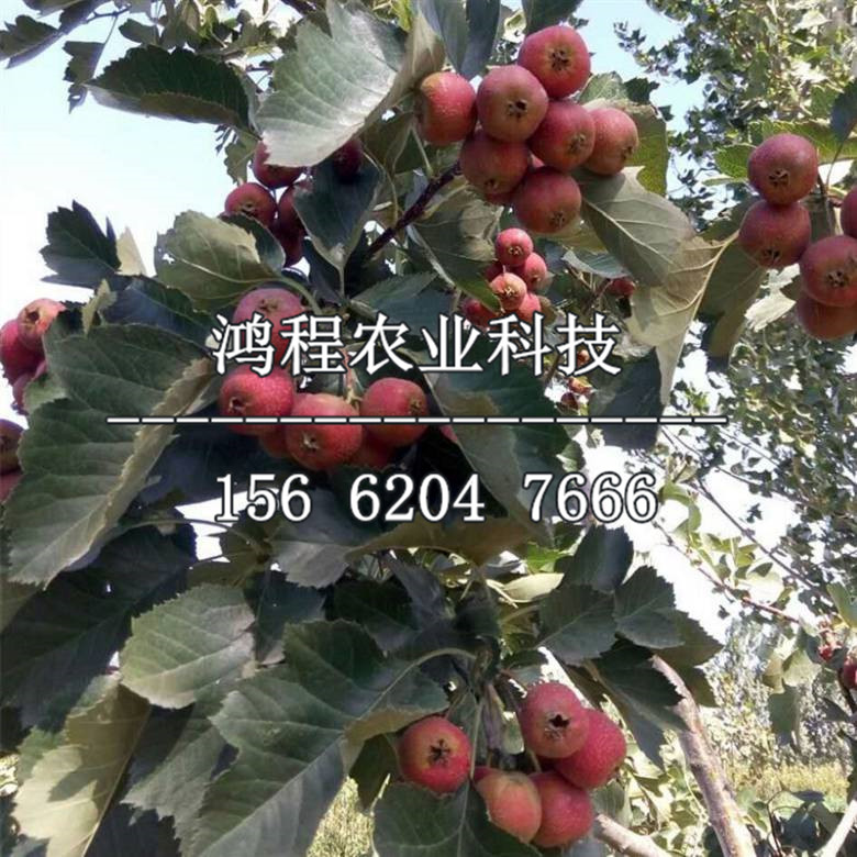 紅果山楂苗價(jià)格