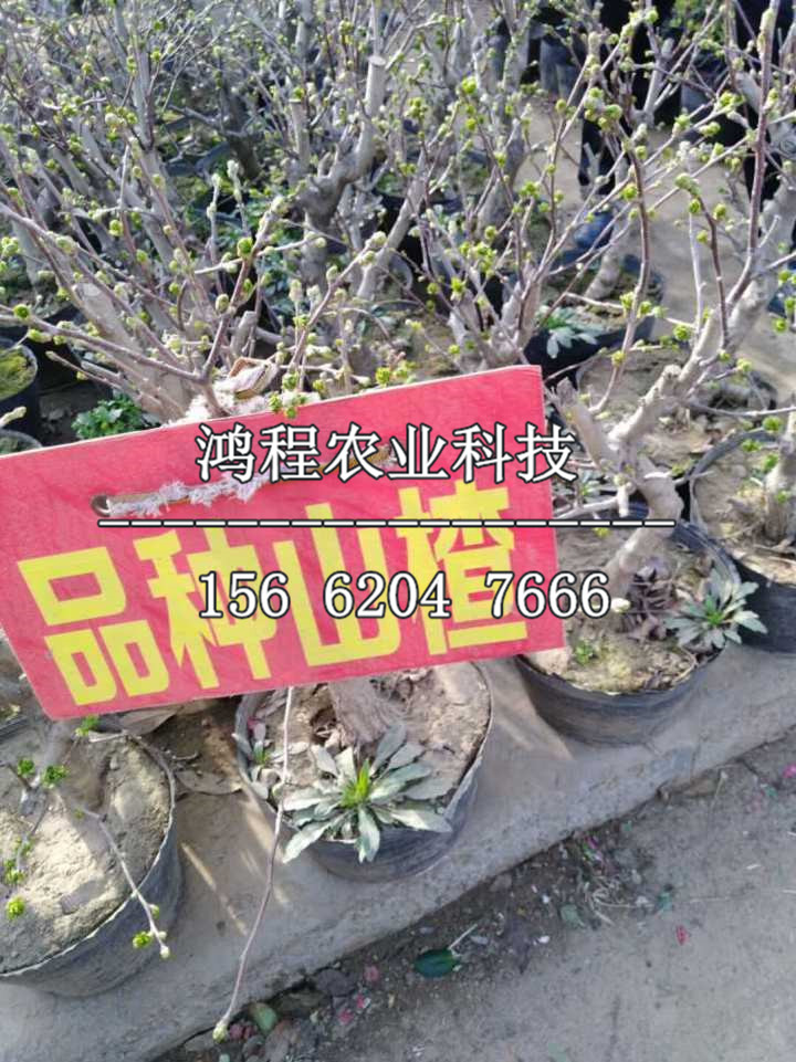 歪把紅山楂苗出售多少錢、歪把紅山楂苗多少錢一棵