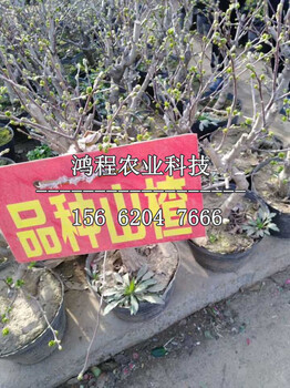 甜口山楂苗批發(fā)、甜口山楂苗批發(fā)價(jià)格