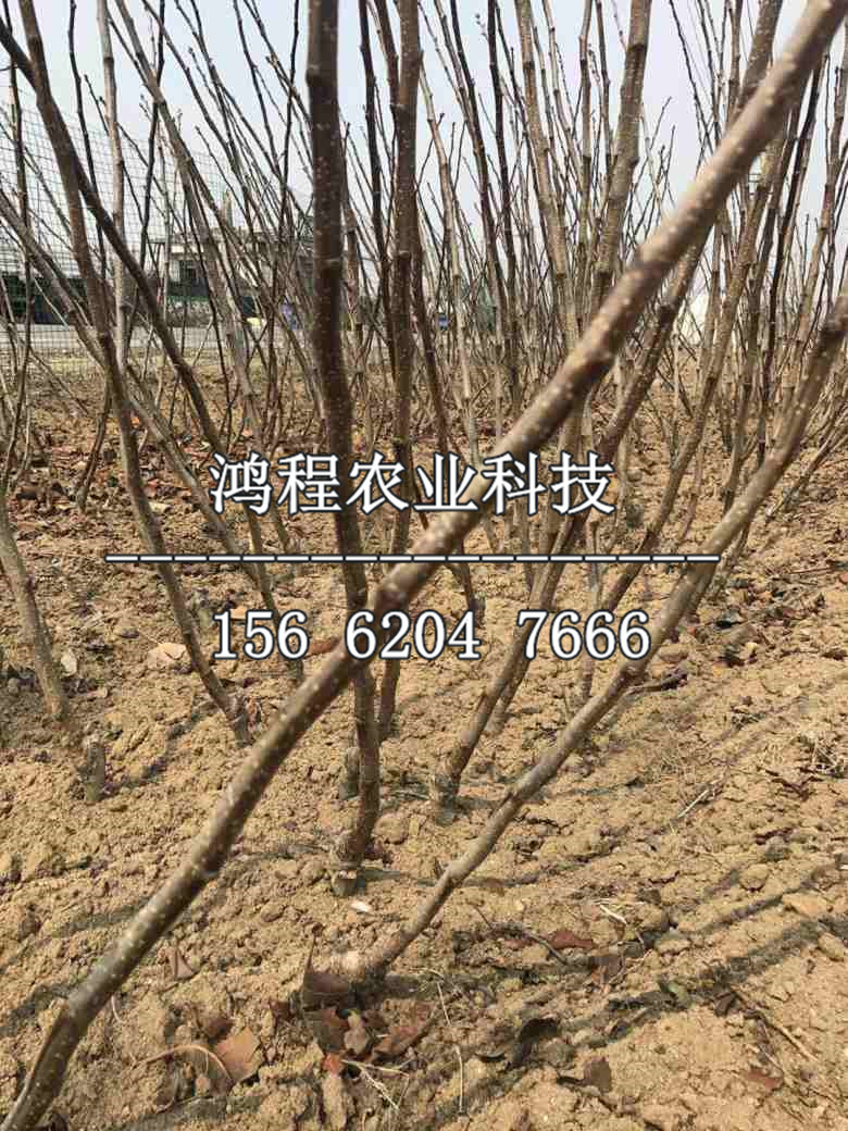 山楂苗多少錢、山楂苗多少錢一棵