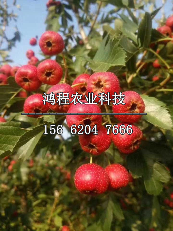 超金星山楂苗多少錢(qián)一棵