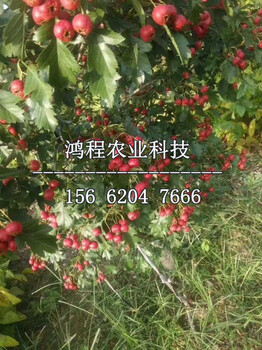 黃果山楂苗