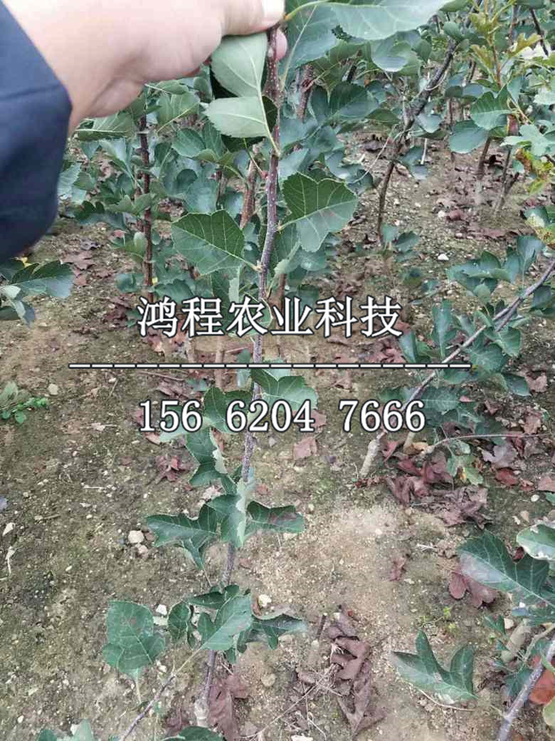 紅果山楂苗批發(fā)、紅果山楂苗批發(fā)價(jià)格