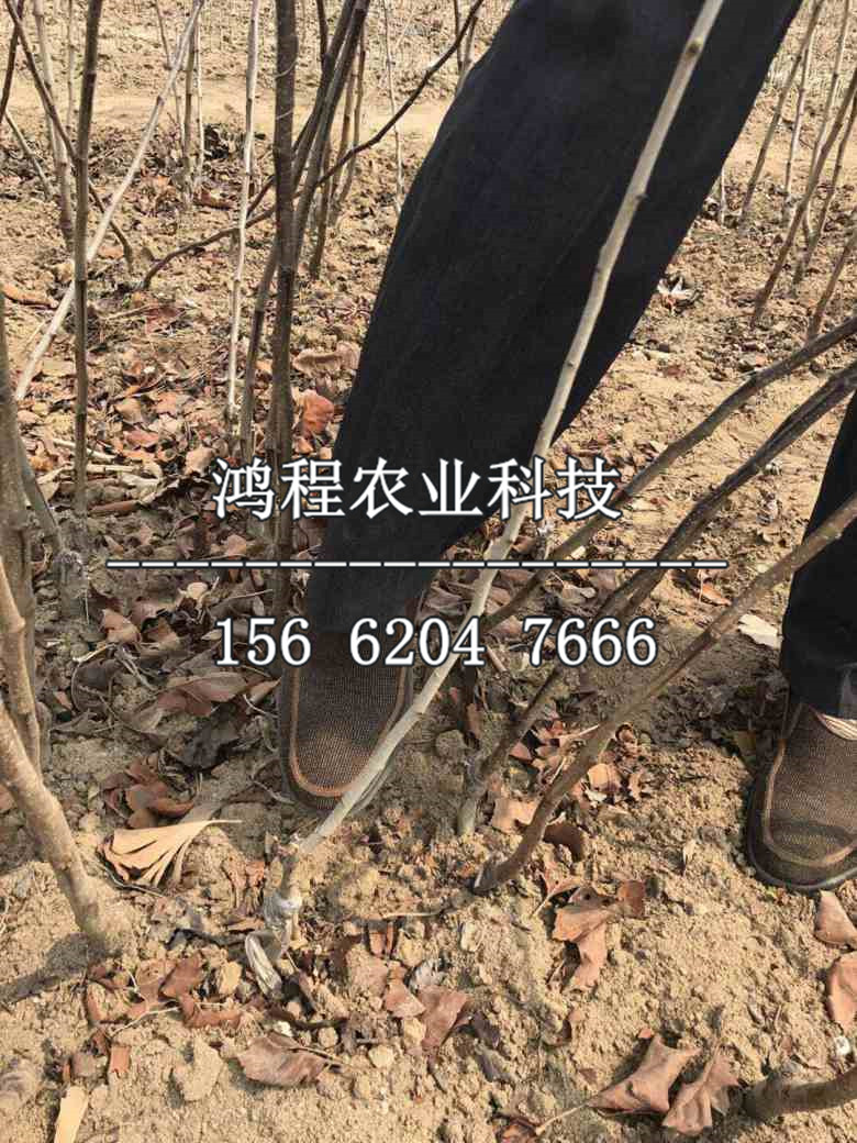 大金星山楂樹苗