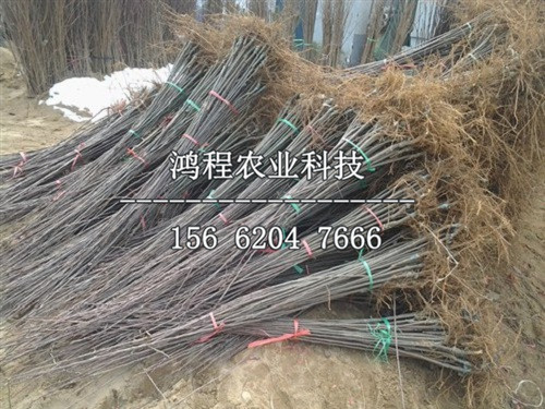 北山楂苗價(jià)格