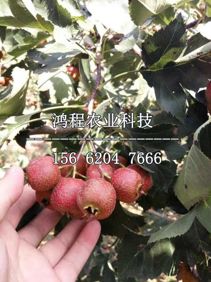 甜山楂苗多少錢