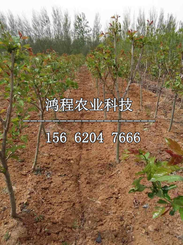 一年山楂苗多少錢、一年山楂苗多少錢一棵