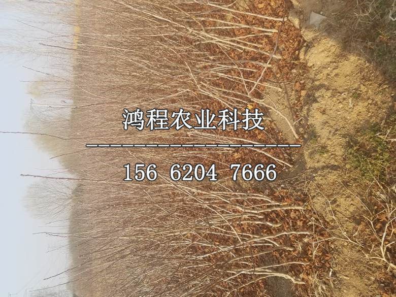 抗?jié)成介缒睦镔徺I、抗?jié)成介缳徺I價格