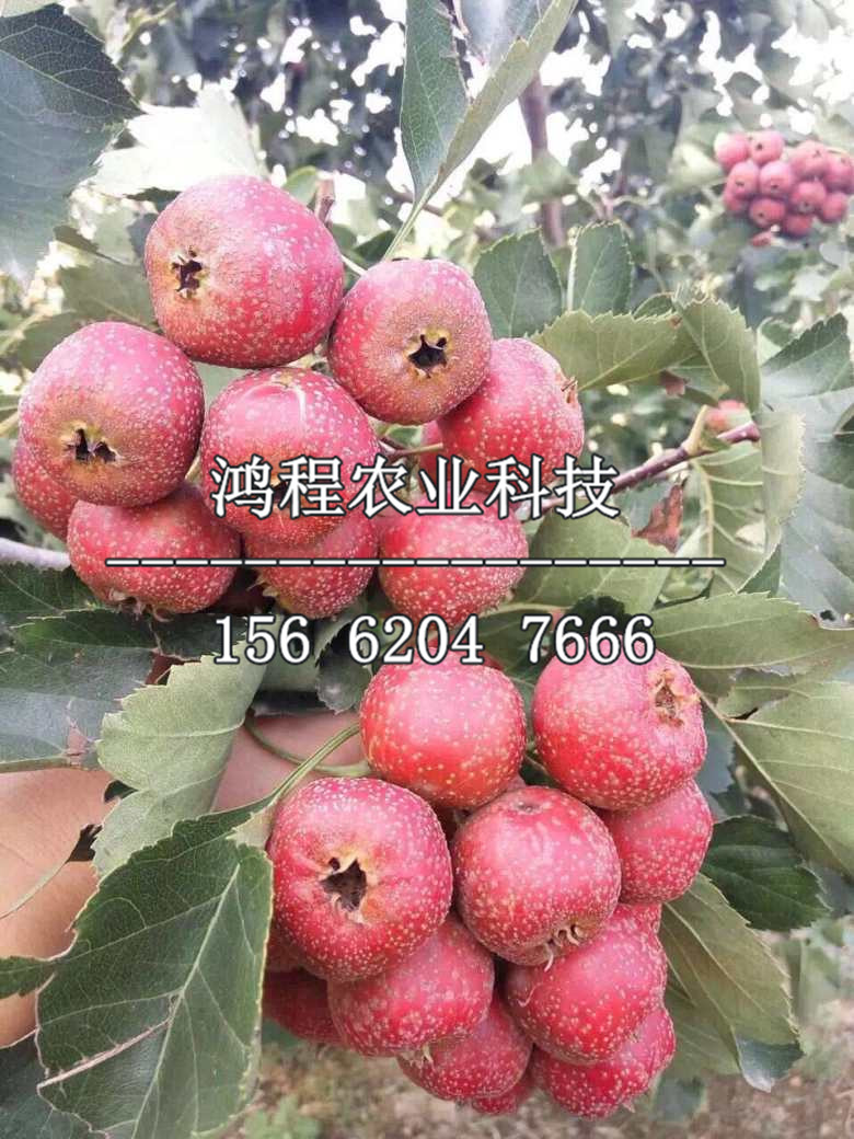 普通山楂苗哪里購買、普通山楂苗購買價(jià)格