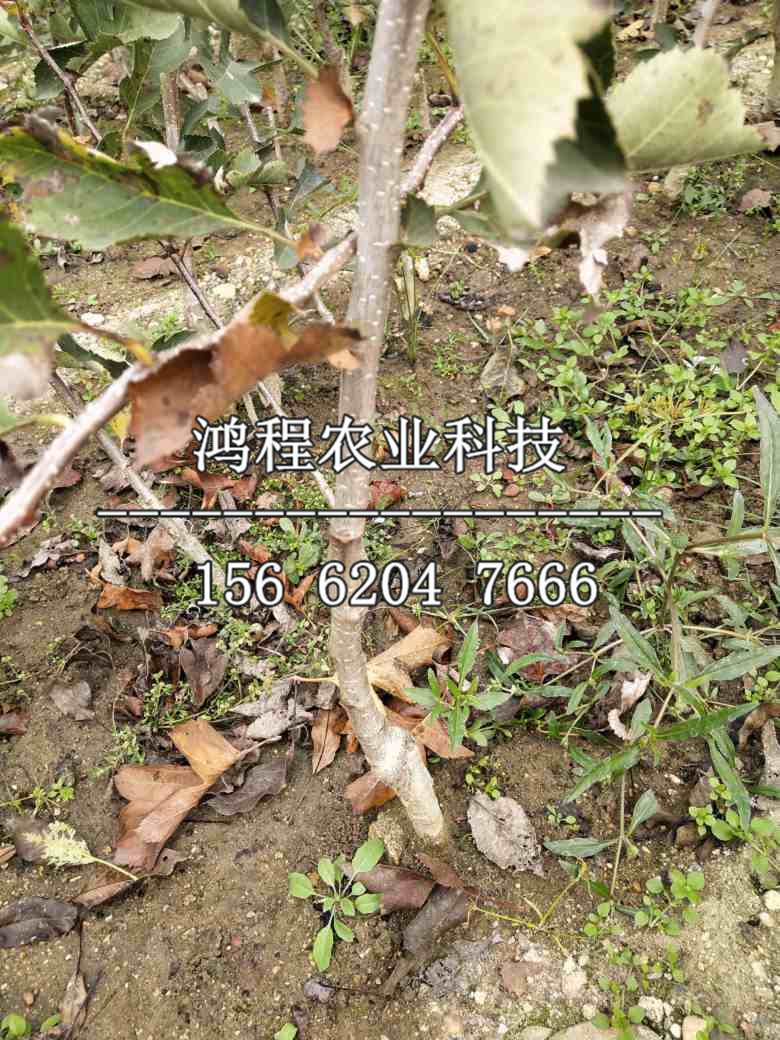 毛紅子山楂樹(shù)苗