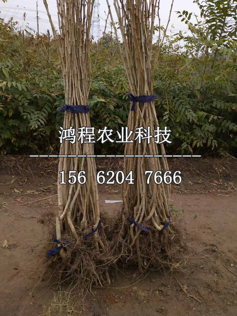 甜口山楂苗批發(fā)、甜口山楂苗批發(fā)價格
