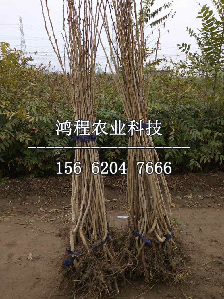 三年山楂苗多少錢(qián)一棵、三年山楂苗多少錢(qián)一株