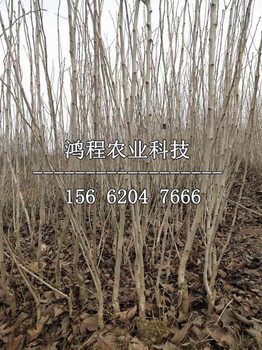 超金星山楂苗價格