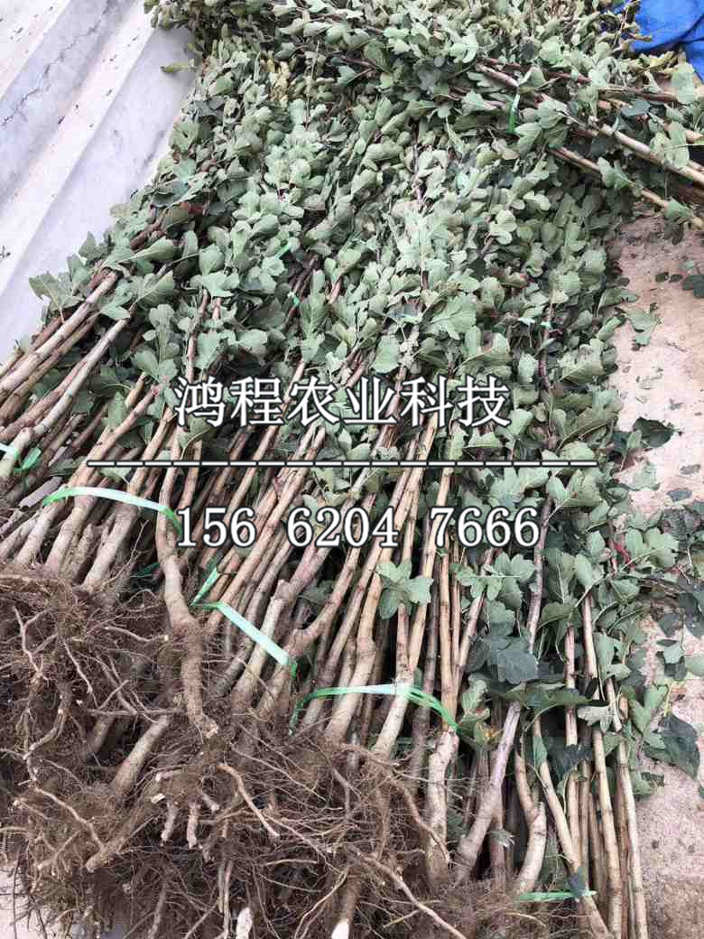 毛紅子山楂苗批發(fā)、毛紅子山楂苗批發(fā)價(jià)格