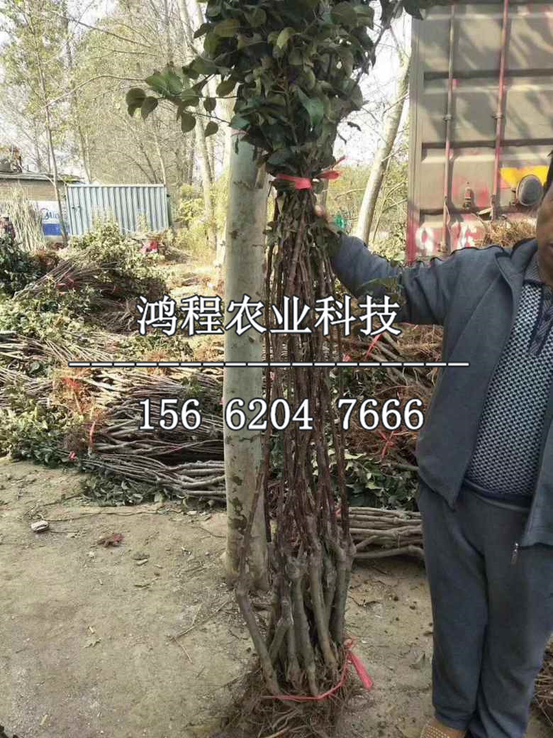 一公分山楂苗多少錢(qián)