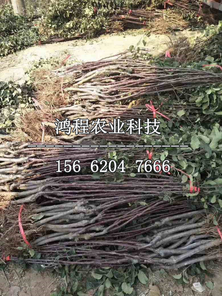 嫁接山楂苗基地、嫁接山楂苗哪里種植