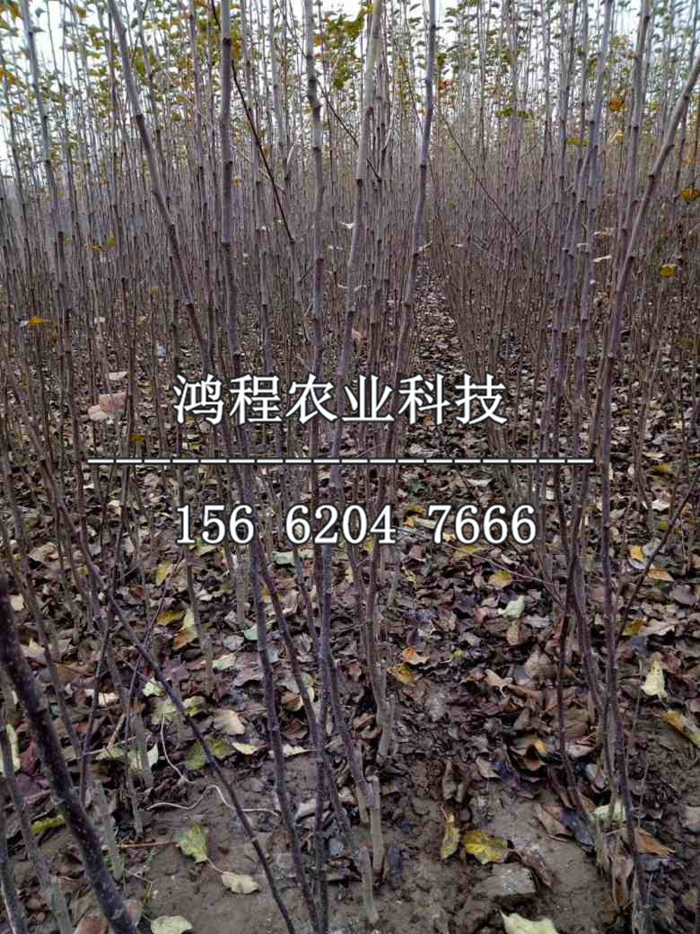 一公分山楂苗價(jià)格