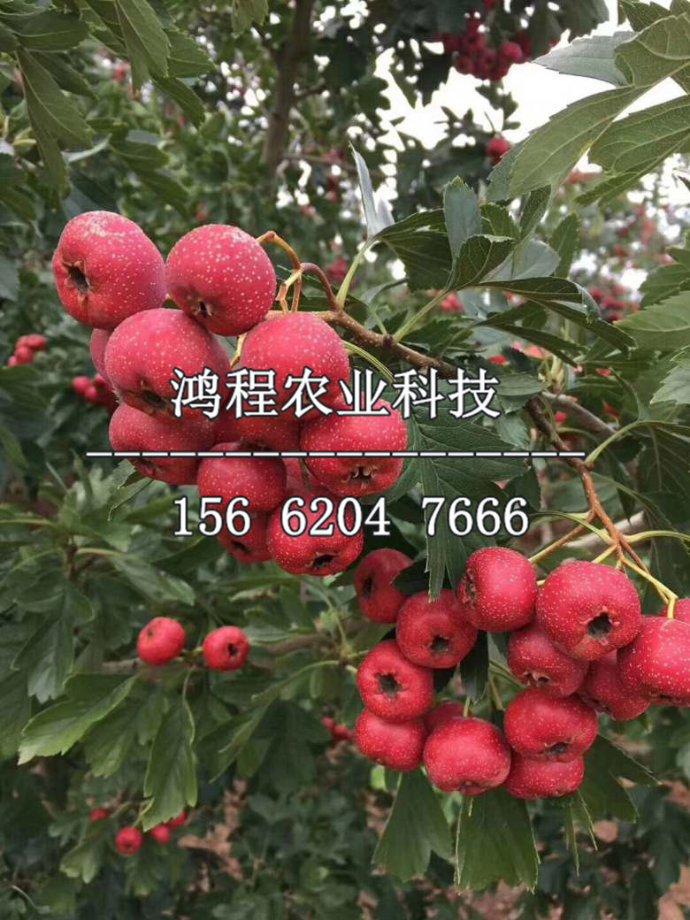 超金星山楂苗出售、超金星山楂苗出售價(jià)格