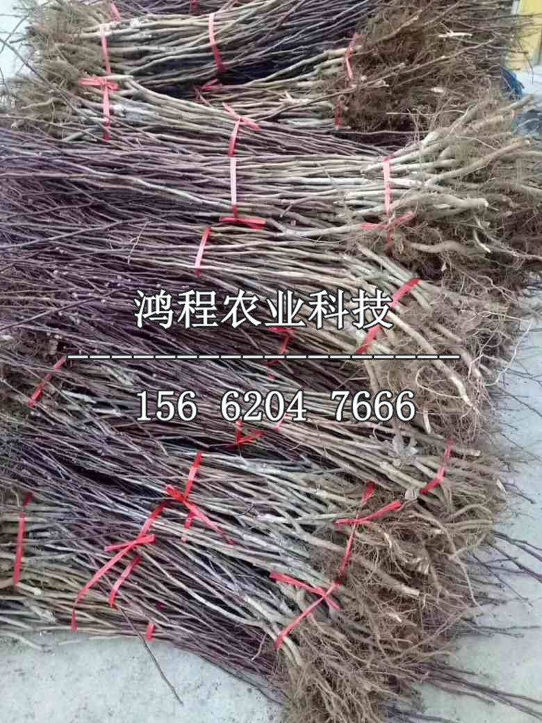 超金星山楂苗價格