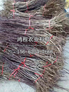 巨型山楂苗多少錢一棵、巨型山楂苗多少錢一株