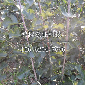 大果山楂苗哪里購買、大果山楂苗購買價(jià)格