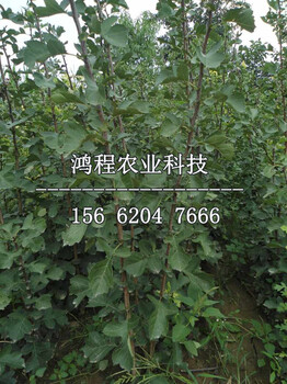 晚熟山楂苗多少錢