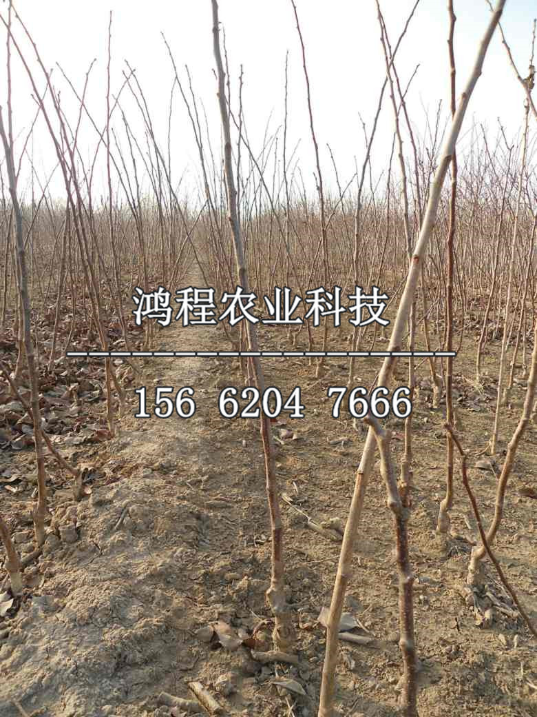 紅果苗報(bào)價(jià)、紅果苗價(jià)格及報(bào)價(jià)