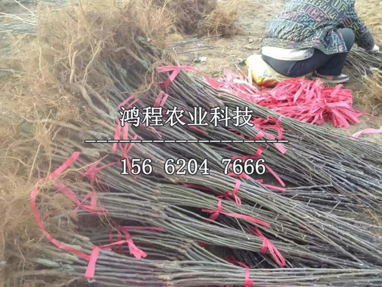華紅蘋果樹苗價(jià)格、華紅蘋果樹苗出售