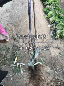 維納斯黃金果蘋果苗基地、維納斯黃金果蘋果樹苗多少錢一株