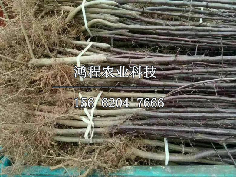 煙富0號(hào)蘋果苗價(jià)格、煙富0號(hào)蘋果樹苗出售多少錢