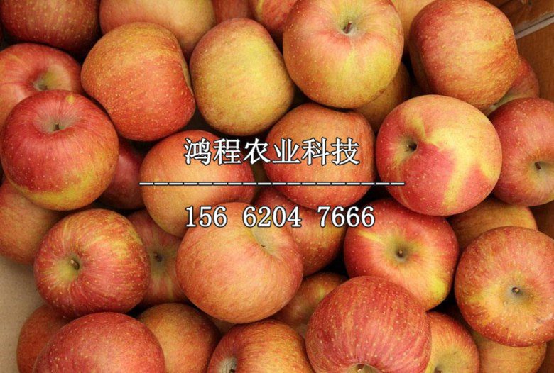 潛夏嘎啦蘋果樹苗批發(fā)價(jià)格、潛夏嘎啦蘋果樹苗多少錢一株