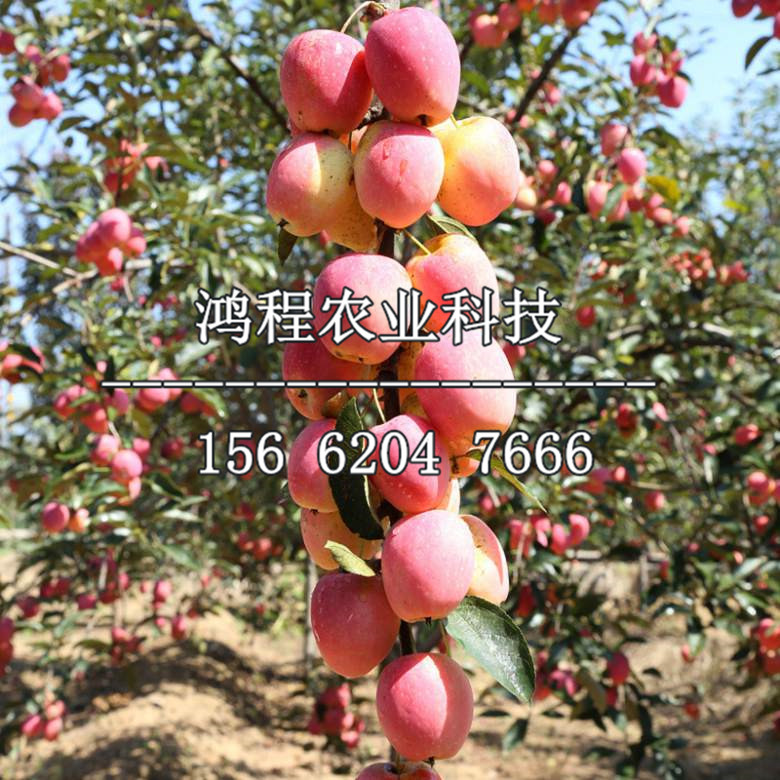 中秋王蘋果苗基地、中秋王蘋果樹苗多少錢一株