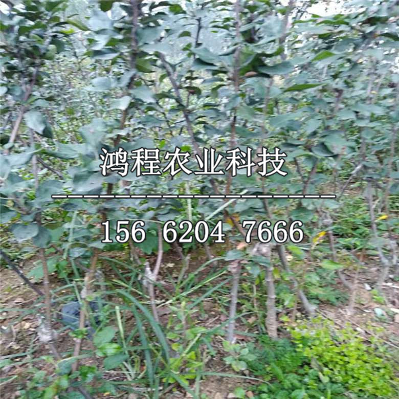 煙富2號蘋果樹苗批發(fā)、煙富2號蘋果樹苗多少錢一株