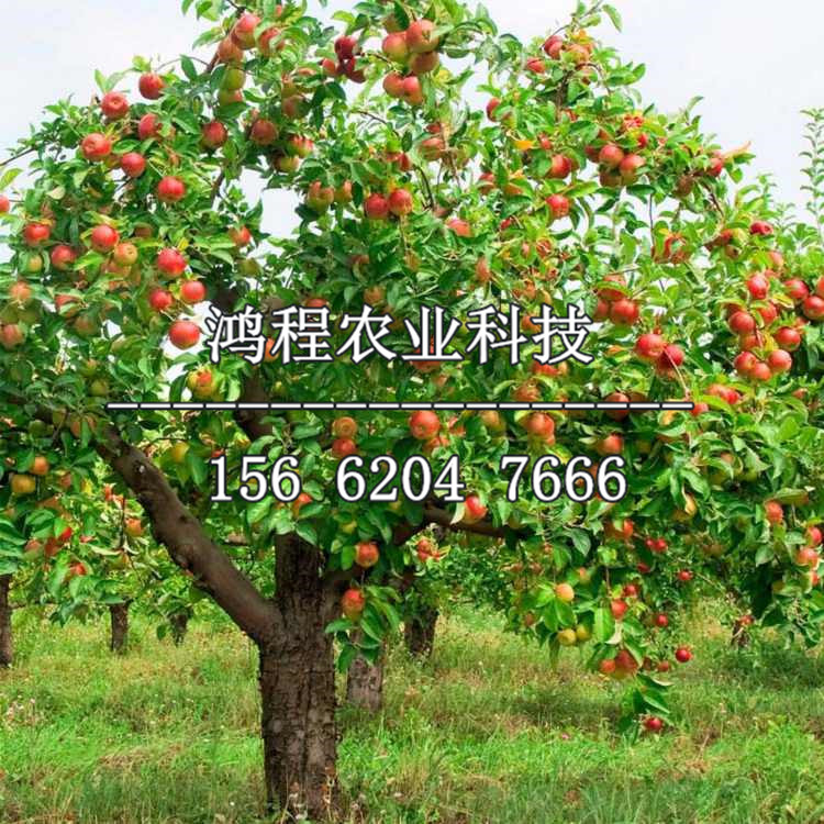 三公分蘋果苗批發(fā)價(jià)格、三公分蘋果樹苗出售