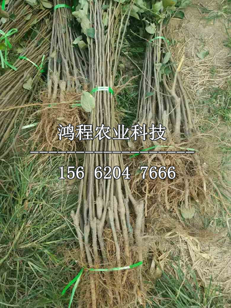 阿波爾特蘋果苗哪里購(gòu)買、阿波爾特蘋果樹苗出售