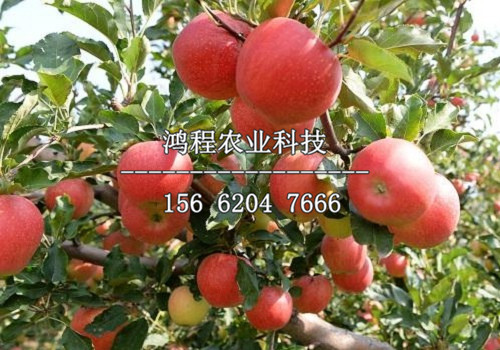 三年蘋果苗價(jià)格、三年蘋果樹苗新品種